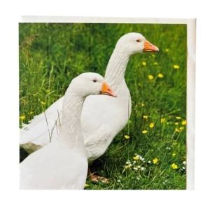 Geese Printed Greetings Card