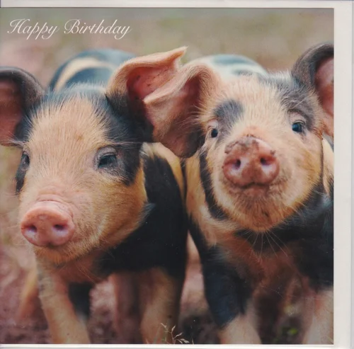Piglets Printed Greetings Card