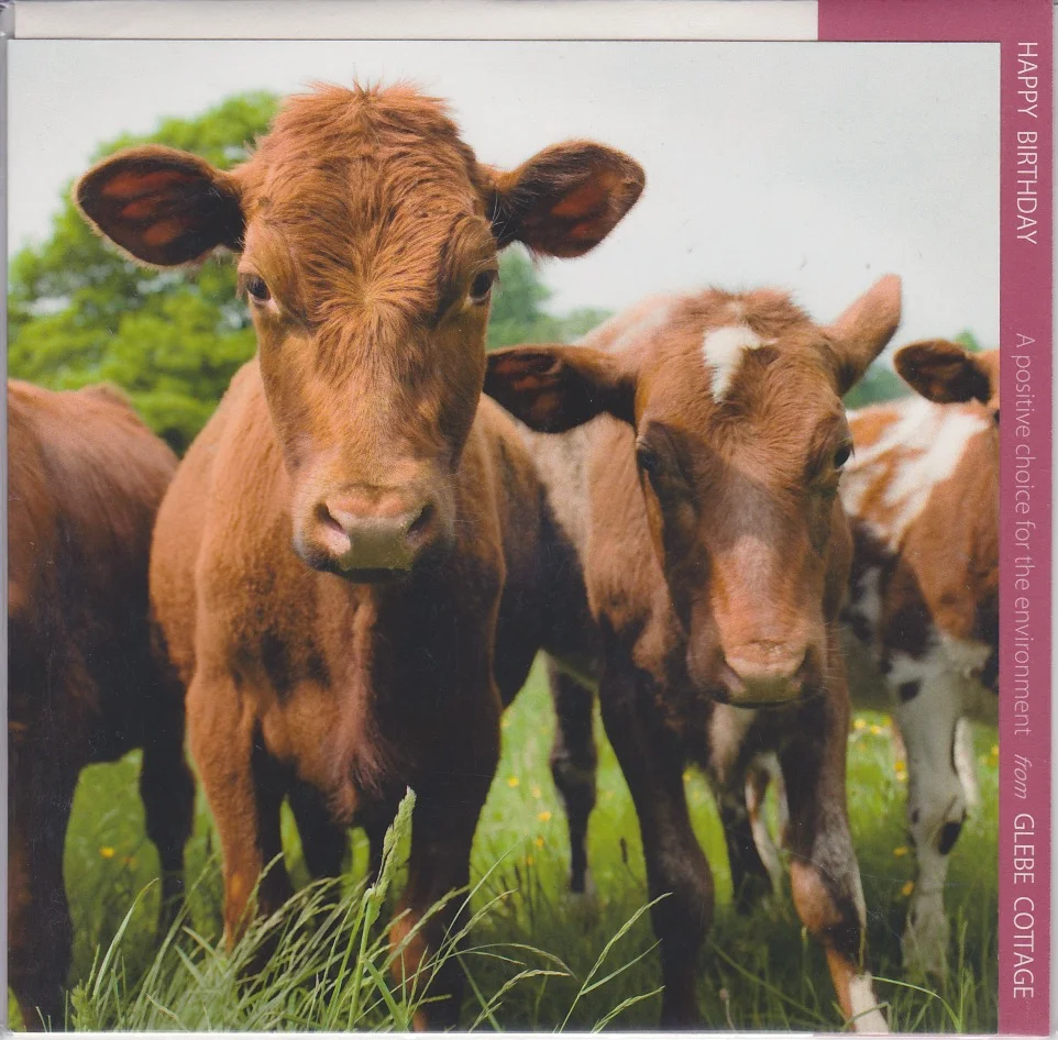 Cows Printed Greetings Card