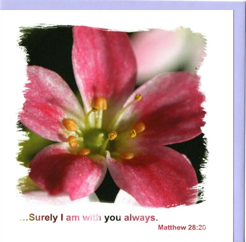 Surely I Am With You Pink