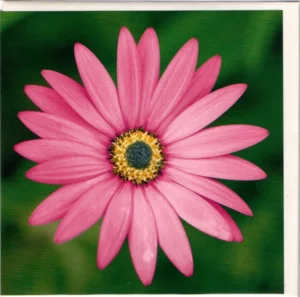 Osteospermum Printed Greetings Card