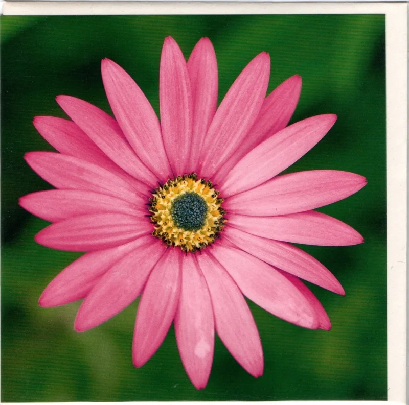 Osteospermum Printed Greetings Card