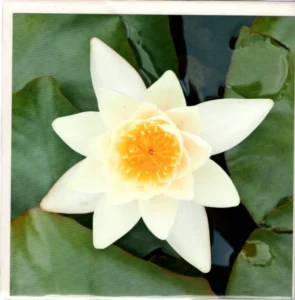 Water Lily Printed Greetings Card