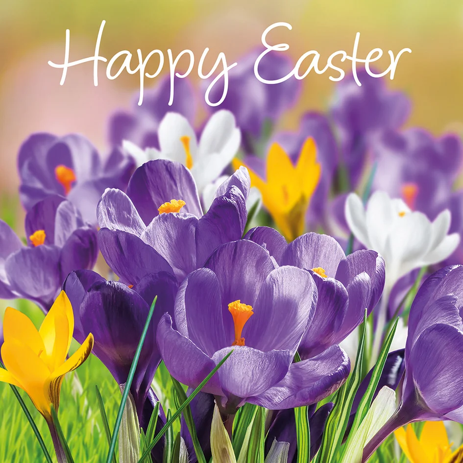 Easter Crocus Cards (Pack of 4)