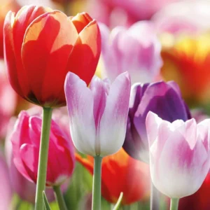 Spring Tulips Easter Cards (Pack of 4)